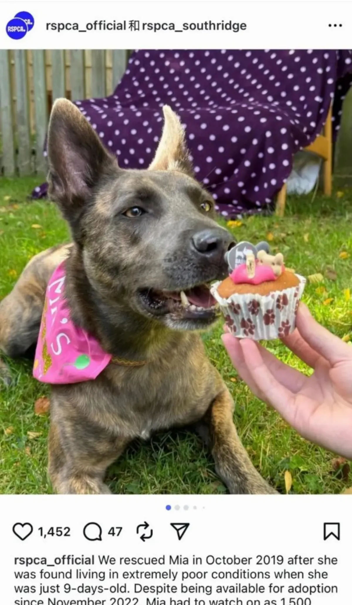 英國「最不受歡迎狗」 苦等5年終得歸宿